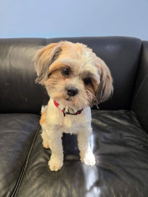 MUNECA (DOLLY) - Shih Tzu available for adoption