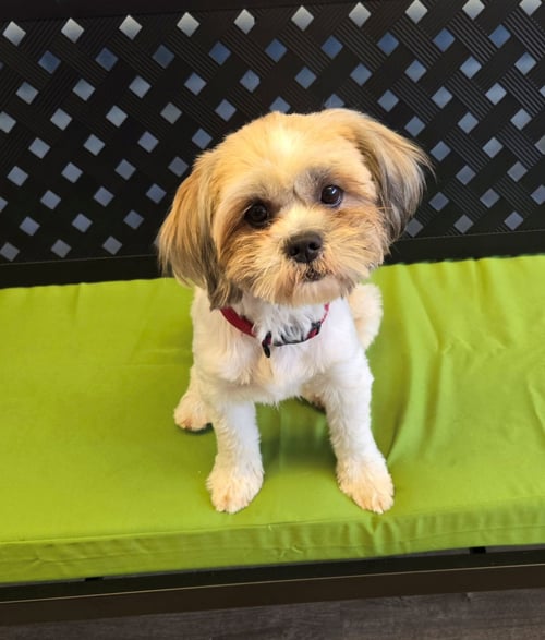 MUNECA (DOLLY) - Shih Tzu available for adoption