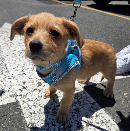 PUDDLES - Terrier available for adoption