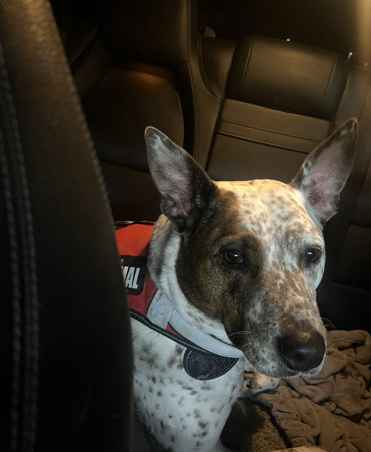 LUCY - Australian Cattle Dog/Blue Heeler available for adoption
