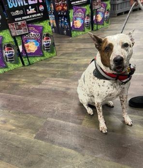 LUCY - Australian Cattle Dog/Blue Heeler available for adoption