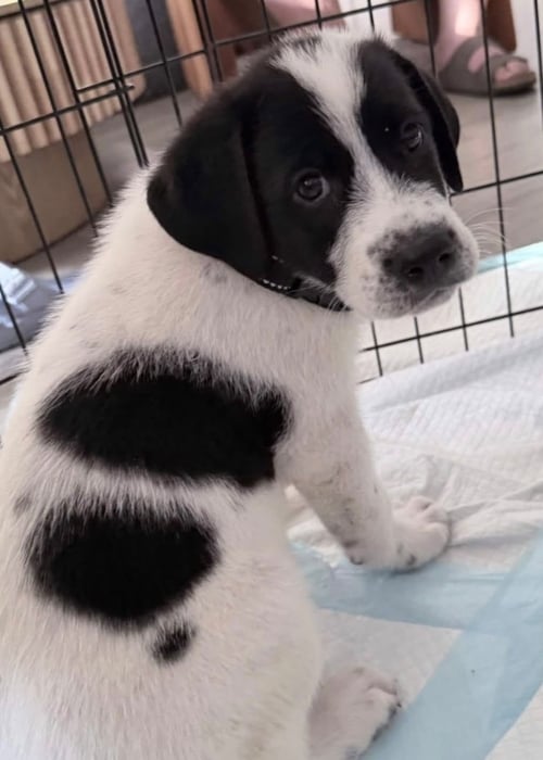 GEORGE - Great Pyrenees available for adoption