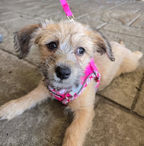 TULIP - Terrier available for adoption