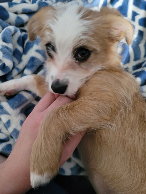 DAISY - Terrier for adoption in Edison