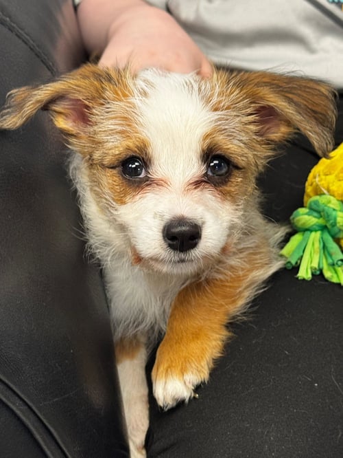 DAISY - Terrier available for adoption