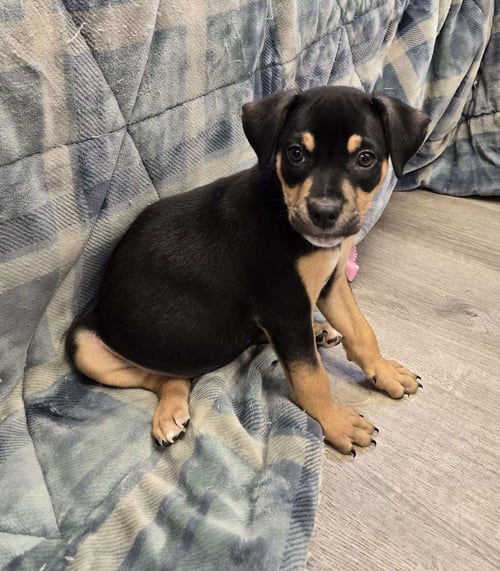 RICO - Unknown available for adoption