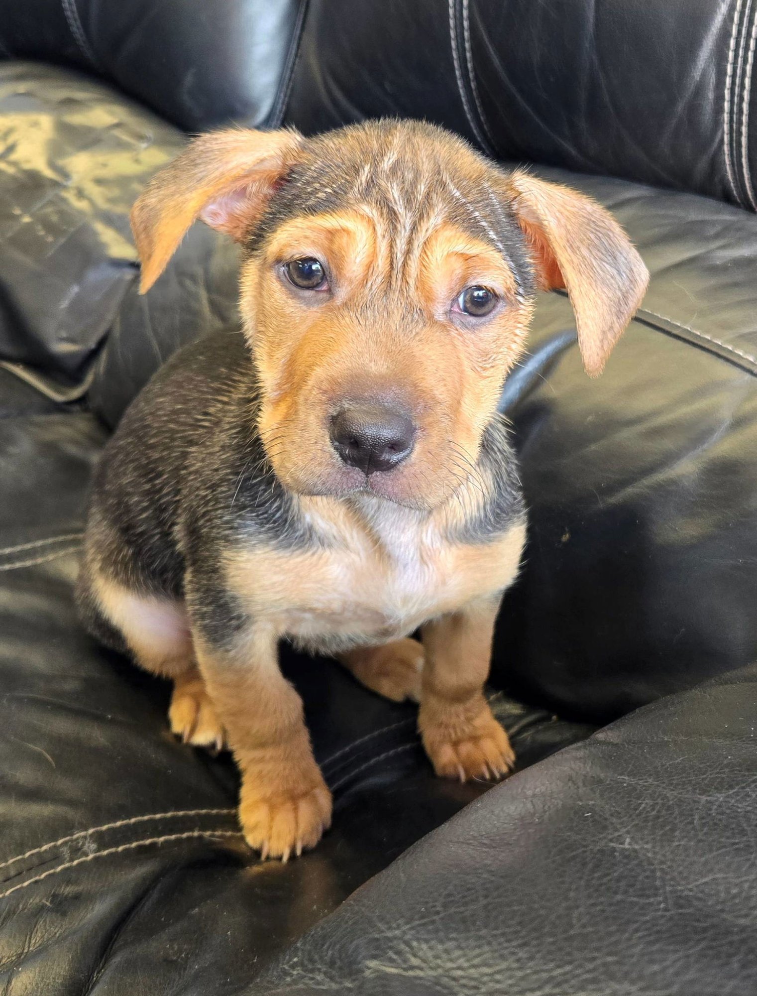 HEDWIG - Unknown available for adoption