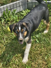 Vader (COURTESY POST) - Photo 4