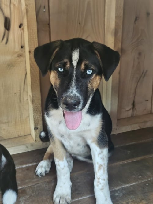 VADER (COURTESY POST) - German Shepherd Dog for adoption in Edison