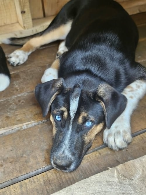 VADER (COURTESY POST) - German Shepherd Dog available for adoption