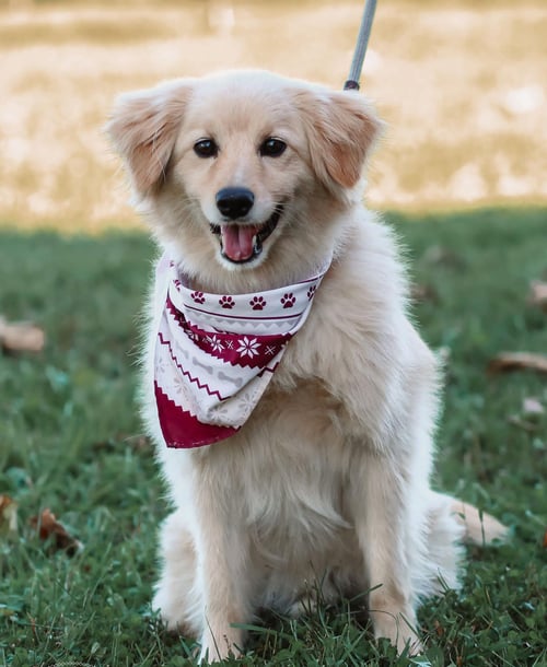 COOPER (COURTESY POST) - Australian Shepherd available for adoption