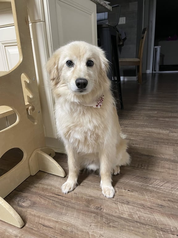 Cooper (COURTESY POST) Image