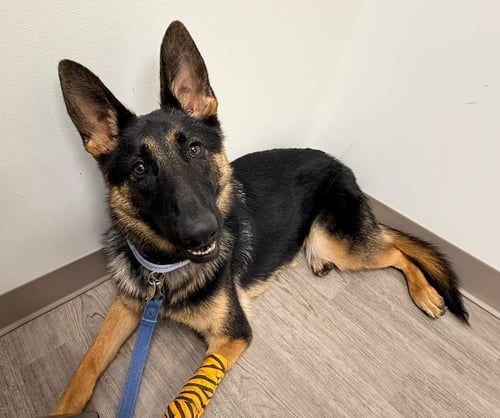 LAYLA - German Shepherd Dog for adoption in Edison