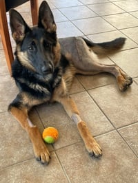 Layla - Photo 2