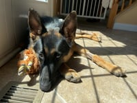 Layla - Photo 3