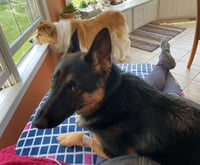 Layla - Photo 4