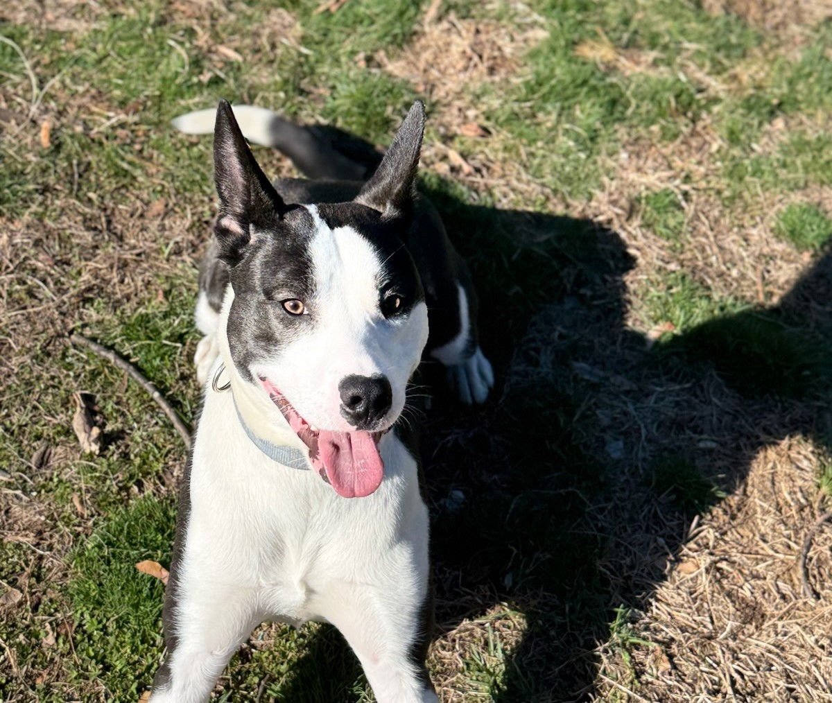 ENZO - Unknown available for adoption