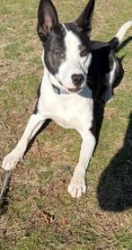 ENZO - Unknown available for adoption