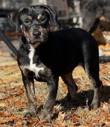 CHARLIE - Pit Bull Terrier available for adoption