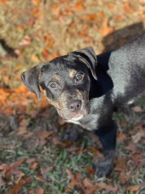 CHARLIE - Pit Bull Terrier for adoption in Mesquite