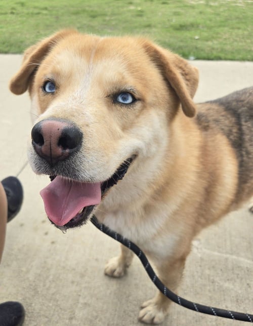 SKYLAR - Husky for adoption in Mesquite