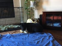Bear - Photo 16