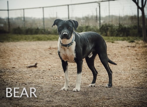 BEAR - Labrador Retriever / Pit Bull Terrier available for adoption