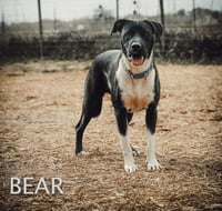 Bear - Photo 3
