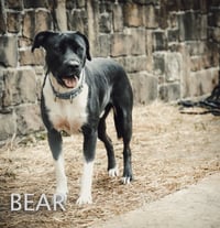 Bear - Photo 1