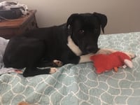 Bear - Photo 11