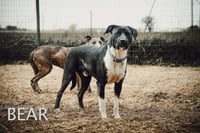 Bear - Photo 7