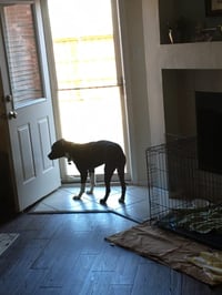 Bear - Photo 15