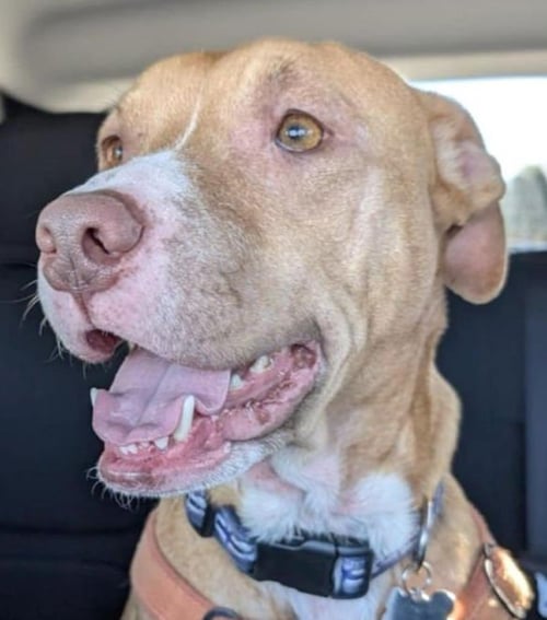 HONEY - Pit Bull Terrier for adoption in Mesquite