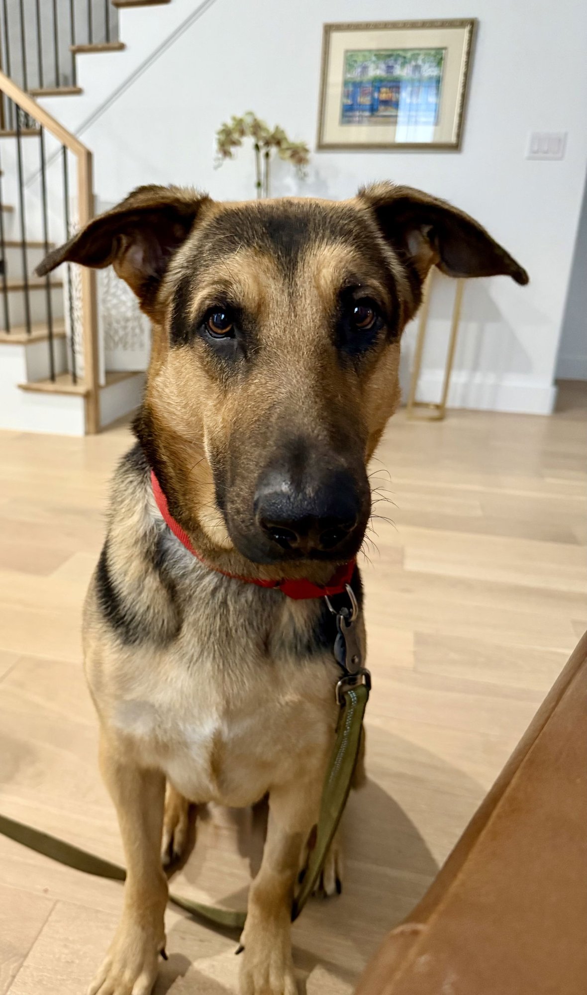 MOCHI - German Shepherd Dog available for adoption