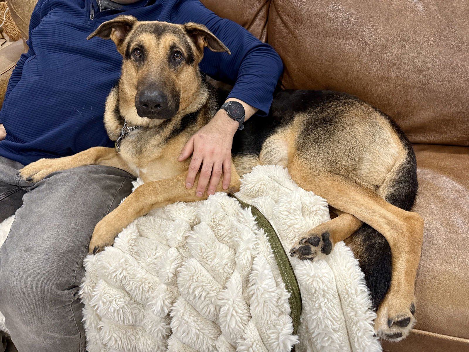 MOCHI - German Shepherd Dog available for adoption