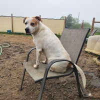 Jasmine - Photo 2