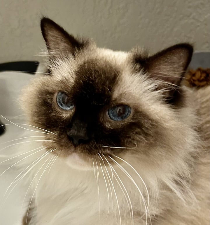 Maggie Image