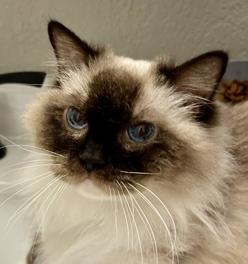 MAGGIE - Ragdoll available for adoption