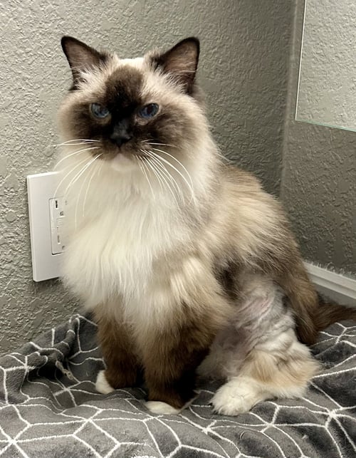 MAGGIE - Ragdoll available for adoption