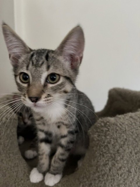CLIFFORD - Domestic Short Hair available for adoption