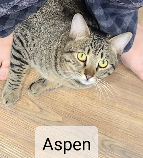 ASPEN