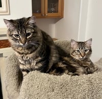 Madeleine (bonded with Summer) - Photo 2