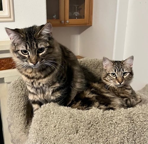 MADELEINE (BONDED WITH SUMMER) - Domestic Medium Hair available for adoption