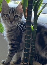 Madeleine (bonded with Summer) - Photo 4