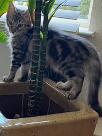 Madeleine (bonded with Summer) - Photo 5