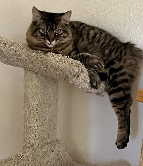 SUMMER (BONDED WITH MADELEINE) - Manx for adoption in Stockton