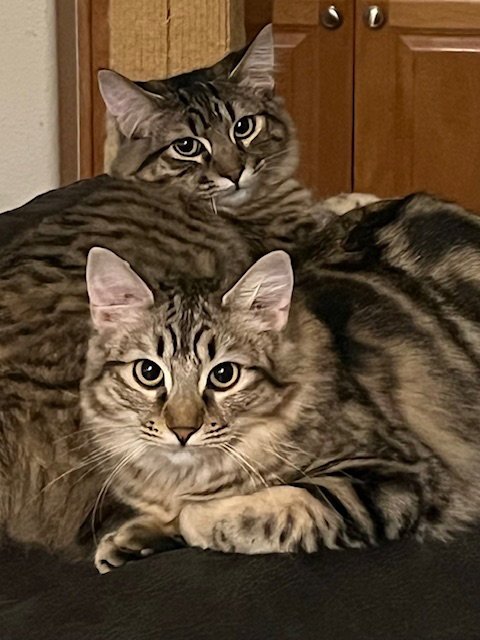 SUMMER (BONDED WITH MADELEINE) - Manx available for adoption