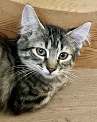 Summer (bonded with Madeleine) - Photo 4