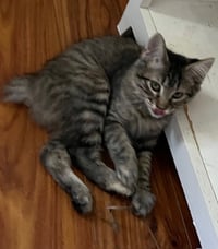 Summer (bonded with Madeleine) - Photo 5