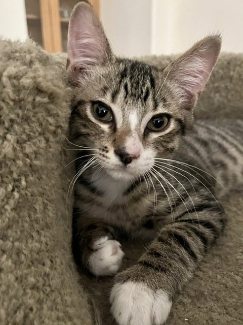 Loki Image
